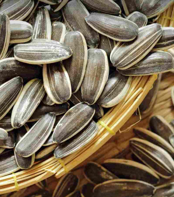 Gezouten  Zonnebloempitten